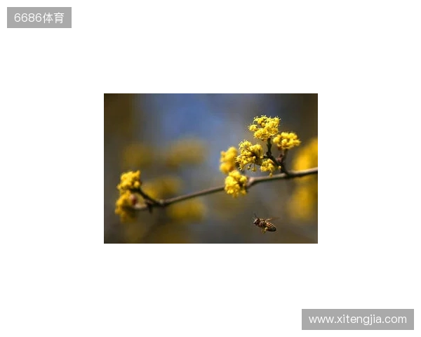 媒体人：拉米罗是否留任要看足协杯 国安在引援前要先确定主帅